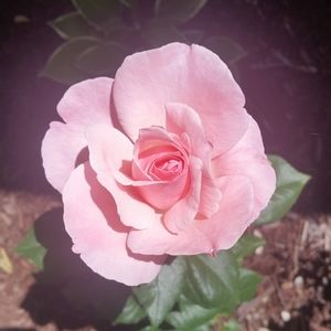 Meet your Posher, E.J.